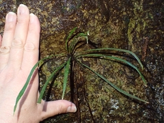 Haplopteris ensiformis