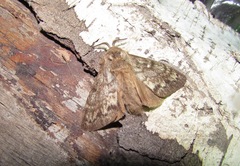 Dendrolimus sibiricus