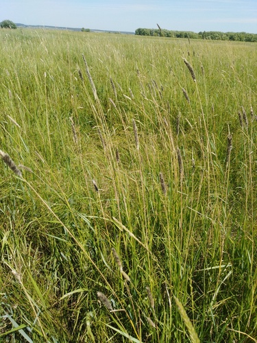 creeping meadow foxtail (Alopecurus arundinaceus)