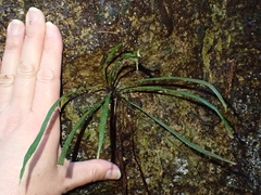 Haplopteris ensiformis