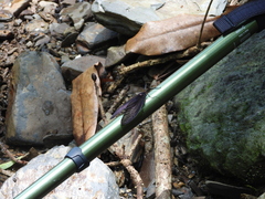 Histia flabellicornis