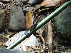 Histia flabellicornis