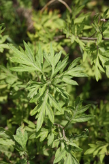 Artemisia umbrosa