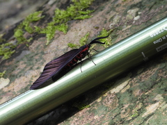 Histia flabellicornis
