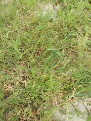 Paspalum