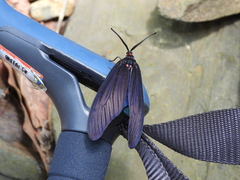 Histia flabellicornis