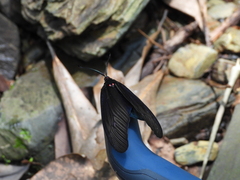 Histia flabellicornis