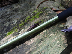 Histia flabellicornis