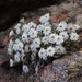 Corsican Everlasting - Photo (c) Paul Herment, some rights reserved (CC BY-NC), uploaded by Paul Herment