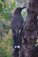 Strepera versicolor melanoptera