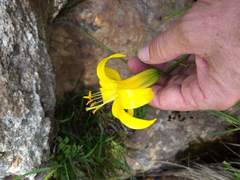 Lilium parryi
