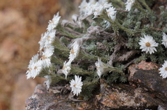 Castroviejoa frigida