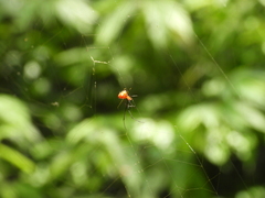 Argyrodes miniaceus