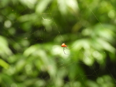 Argyrodes miniaceus