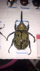 Dynastes hyllus