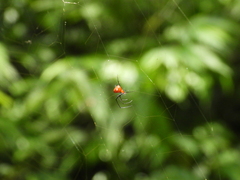 Argyrodes miniaceus