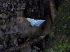 Leucodrepana serratilinea