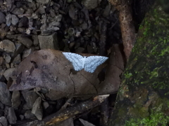 Leucodrepana serratilinea