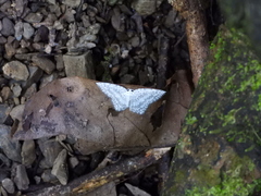 Leucodrepana serratilinea