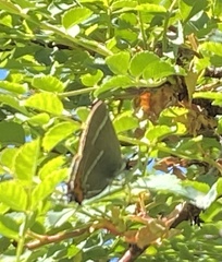 Satyrium w-album