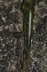 Gymnophiona