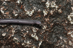 Gymnophiona
