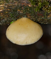 Conchomyces bursiformis