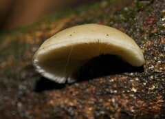 Conchomyces bursiformis