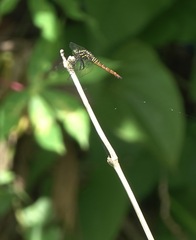 Onychothemis abnormis
