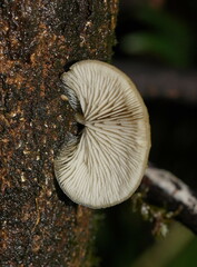 Conchomyces bursiformis