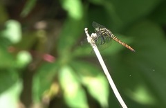 Onychothemis abnormis