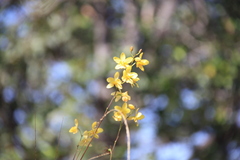 Spathoglottis affinis