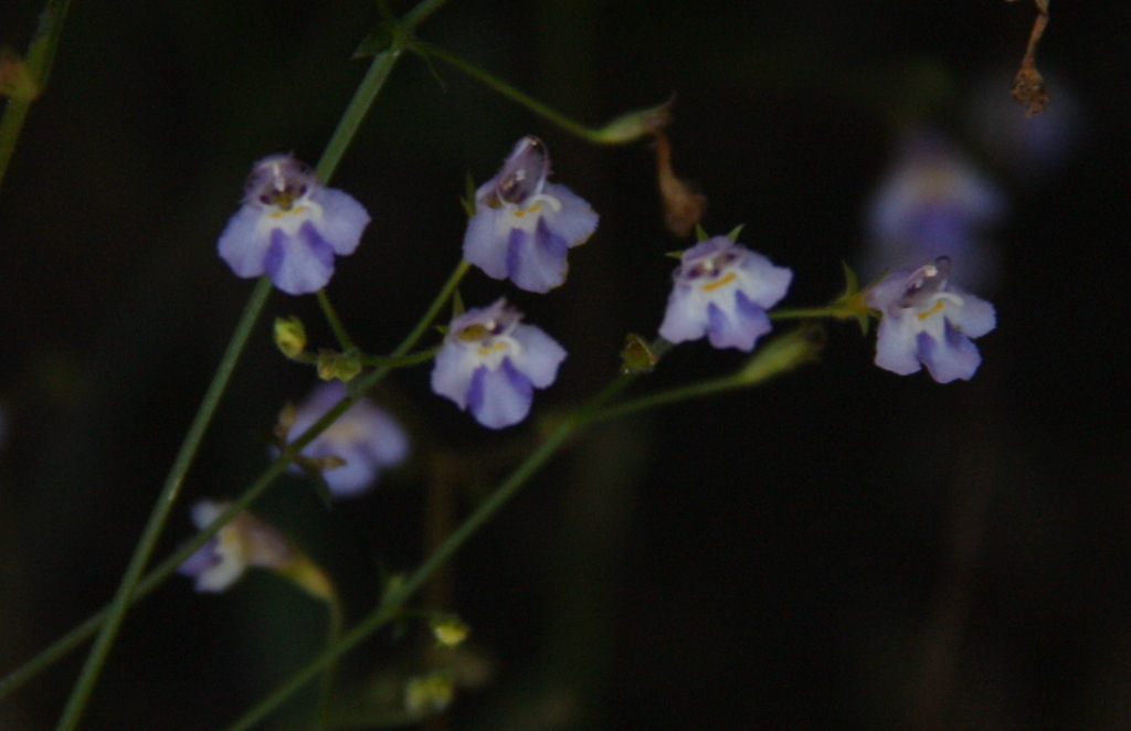 Vandellia thorelii (Vandellia thorelii)