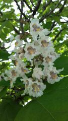 Catalpa longissima