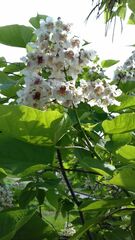 Catalpa longissima