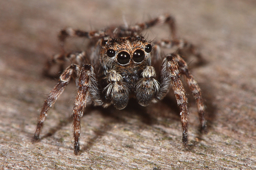 Downy jumping spider