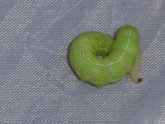 Orthosia cerasi