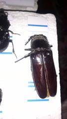 Archodontes melanopus