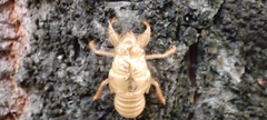 Cicada