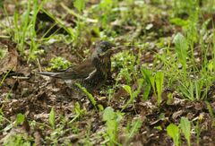 Turdus pilaris