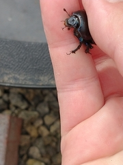 Geotrupes stercorarius