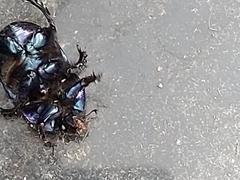 Geotrupes stercorarius