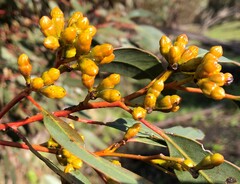 Eucalyptus phenax