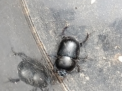 Geotrupes stercorarius