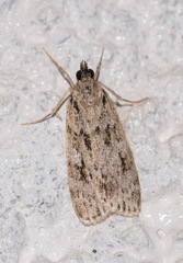 Scoparia basistrigalis