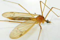 Euphylidorea