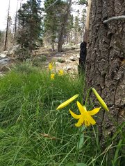 Lilium parryi