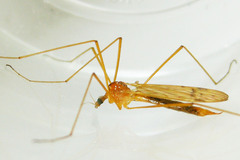 Euphylidorea
