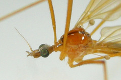 Euphylidorea
