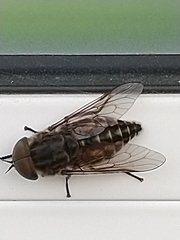 Hybomitra bimaculata